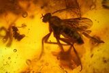Detailed Fossil Ants, a Fly and a Springtail In Baltic Amber #150713-1